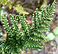 Cheilanthes clevelandii