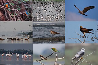 <span class="mw-page-title-main">Birding in Chennai</span>