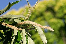 C. sativa male catkins (pale buff) and female catkins (green, spiny, partly hidden by leaves) Chestnut flowers.jpg