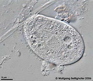 <i>Chilodonella uncinata</i> Species of single-celled organism