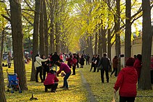 Diaoyutai Ginkgo Avenue (20161115143610).jpg