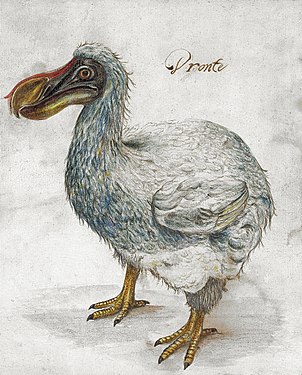 Il·lustració inèdita del segle xvii d'un dodo venuda el 2009