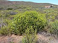 Euphorbia mauritanica, Cascadă Nieuwoudtville