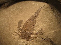 Ракоскорпіон Eurypterus remipes (DeKay, 1825) †