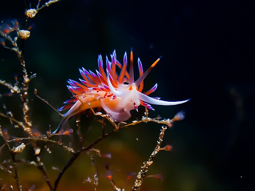 Flabellina Photograph: Alessio Marrone