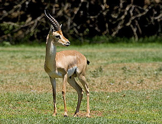 <span class="mw-page-title-main">Mountain gazelle</span> Species of mammal