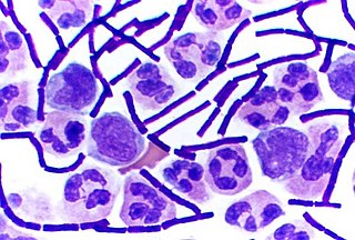 <span class="mw-page-title-main">Gram-positive bacteria</span> Bacteria that give a positive result in the Gram stain test