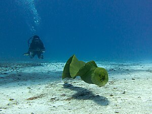 Явалы гимнотораксны (Gymnothorax javanicus) ызындан джюзюб баргъан аквалангист, Косумель айрымканны къаты, Мексика