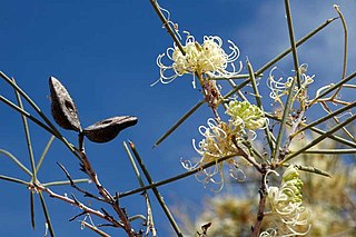 <i>Hakea leucoptera</i> Species of plant in the family Proteaceae endemic to Australia