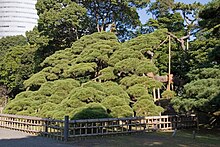 Hama-Rikyu 300-year-old pine.jpg