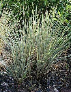 <i>Helictotrichon</i> Genus of grasses