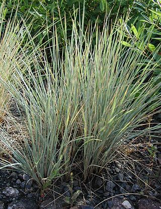 <i>Helictotrichon</i> Genus of grasses