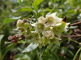 <i>Jobinia</i> Genus of plants