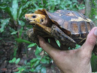 <span class="mw-page-title-main">Forest hinge-back tortoise</span> Species of tortoise