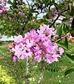 Lagerstroemia speciosa ou Lilas des Indes.