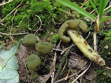 Leotia atrovirens