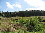 Bosco sul passo della Limina