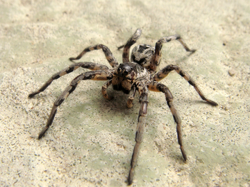 Lycosa tarantula, y tarantwla gwreiddiol