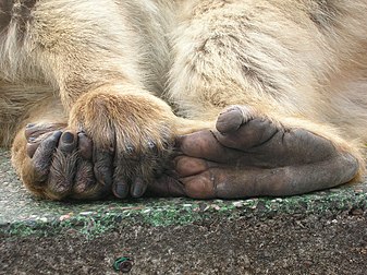 Pieds et mains de Macaque berbère (Macaca sylvanus), à Gibraltar. (définition réelle 2 288 × 1 712)