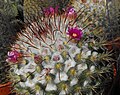 Mammillaria bombycina