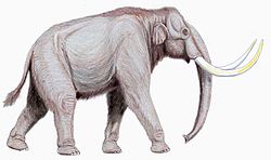 Mammuthus trogontherii