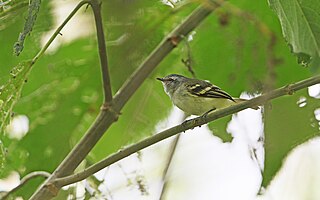 <span class="mw-page-title-main">White-tailed tyrannulet</span> Species of bird