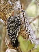 Melanerpes carolinus