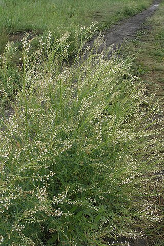 <i>Melilotus wolgicus</i> Species of flowering plant in the bean family Fabaceae