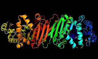 <span class="mw-page-title-main">Phosphoribulokinase</span>