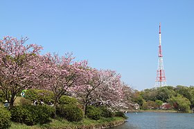 神奈川県立三ツ池公園の下の池と三ツ池送信所 区庁舎位置