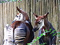 Okapi (Okapia johnstoni)