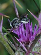 אוסמיה (Osmia niveata), נקבה משחרת על ברקן סורי, הכרמל