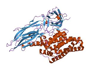 <span class="mw-page-title-main">Delta endotoxins</span> Group of insecticidal toxins produced by the bacteria Bacillus thuringiensis