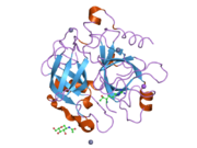 1z8j: Crystal structure of the thrombin mutant G193P bound to PPACK