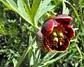 Paeonia californica