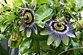 Passion flower blooms Passiflora caerulea