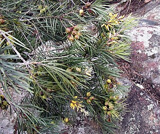 <i>Persoonia linearis</i> Shrub in the family Proteaceae native to New South Wales and Victoria in eastern Australia