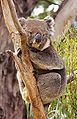 Image 7 Koala Photo: JJ Harrison A female koala (Phascolarctos cinereus), an arboreal herbivorous marsupial native to coastal regions of eastern and southern Australia. The word "koala" comes from the Dharuk word gula. English-speaking settlers from the late 18th century first called it "koala bear" due to its similarity in appearance to bears, although they are not at all related. Instead, its closest living relative is the wombat. More selected pictures