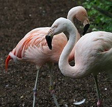 Le flamant du Chili fréquente les côtes de la péninsule (Phoenicopterus chilensis).