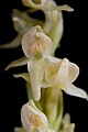 Platanthera hyperborea