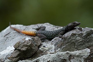 <span class="mw-page-title-main">Ocellated flat lizard</span> Species of lizard