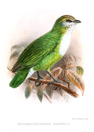 <span class="mw-page-title-main">Grauer's broadbill</span> Species of bird