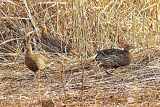 <span class="mw-page-title-main">Double-spurred spurfowl</span> Species of bird