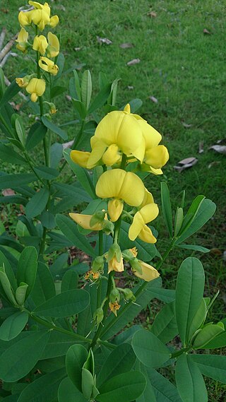 <i>Crotalaria retusa</i> Species of plant