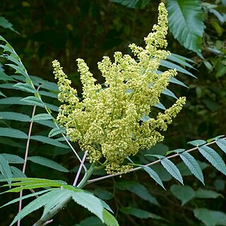 <i>Rhus glabra</i> Species of flowering plant