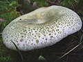 Russula virescens