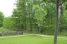 Entrance to the Sacred Grove as it appears today