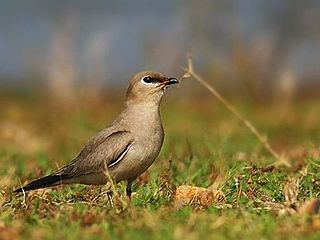 <span class="mw-page-title-main">Glareolidae</span> Family of birds