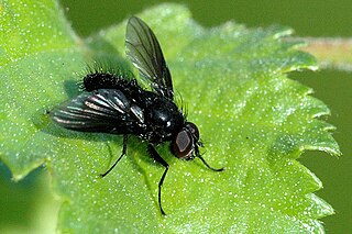 <i>Spilogona</i> Genus of flies