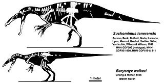 <span class="mw-page-title-main">Baryonychinae</span> Subfamily of dinosaurs (fossil)